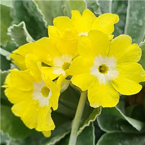 Primula Auricula 'Old Yellow Dusty Mill'